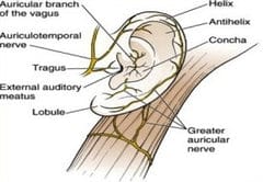 ear lobes for piercing explained