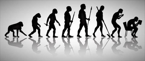 evolution of humans