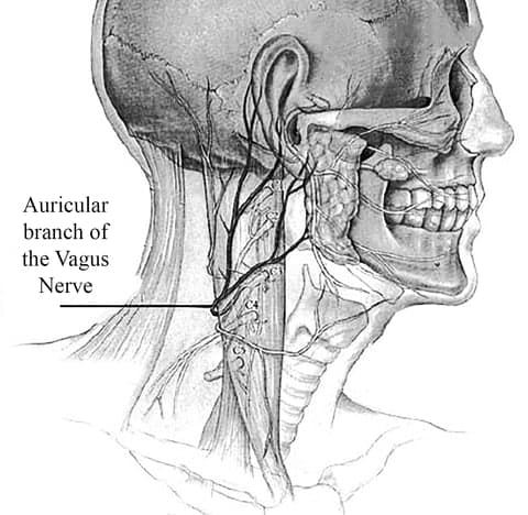 auricular branch skeleton